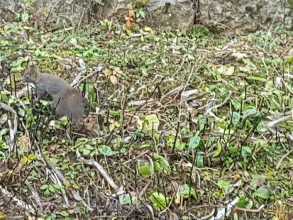 Squirrel as competition when growing own food 