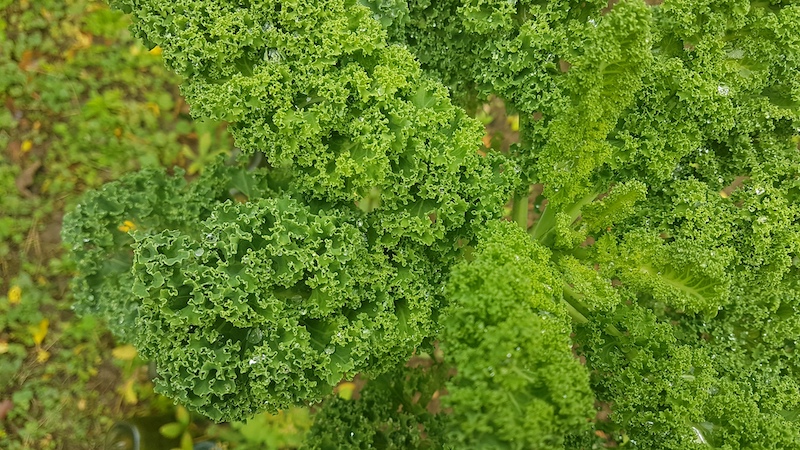 homegrown food: kale