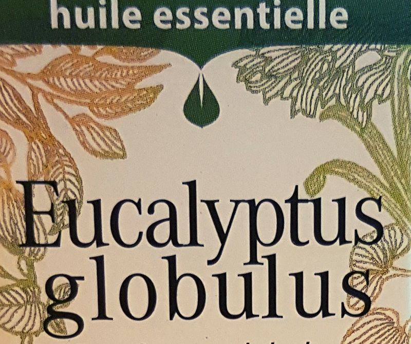 green health tips Eucalyptus globulus