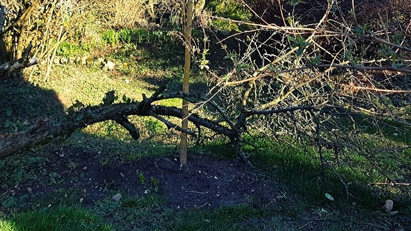 how to conserve biodiversity preserving a dead tree