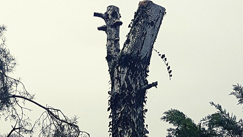 how to conserve biodiversity dead birch tree