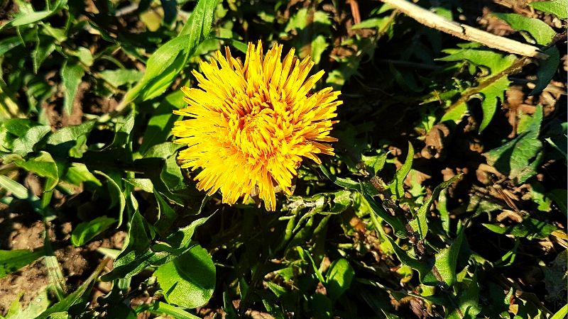 how to conserve biodiversity dandelion