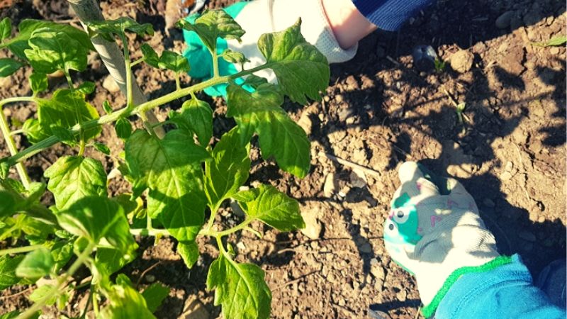 going green during lockdown gardening with kids