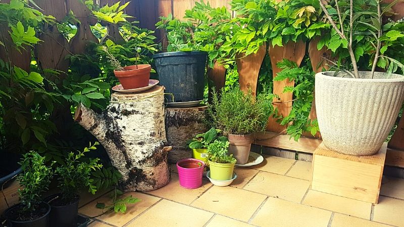 Eco-friendly gardening reusing plates, pots and wine boxes