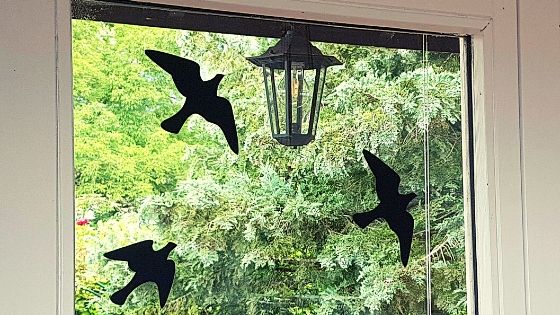 how to protect biodiversity Bird window stickers