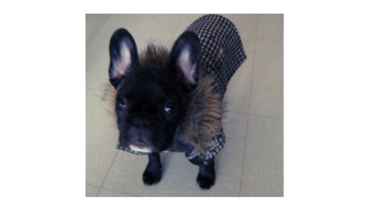 Young French Bulldog with coat