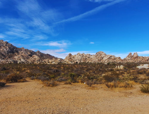 The Practice of Living Awake