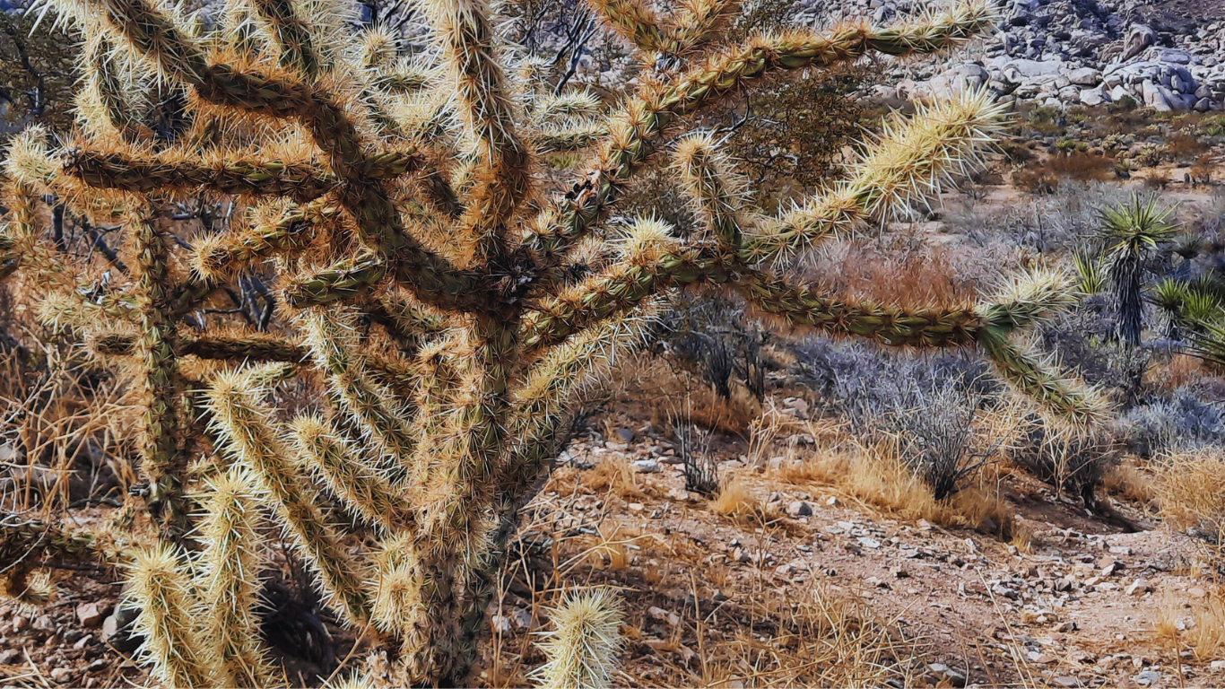 Desert plant in California